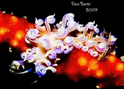 found on telesto coral -Ammo Jetty Perth WA - ;-) by Dave Baxter 
